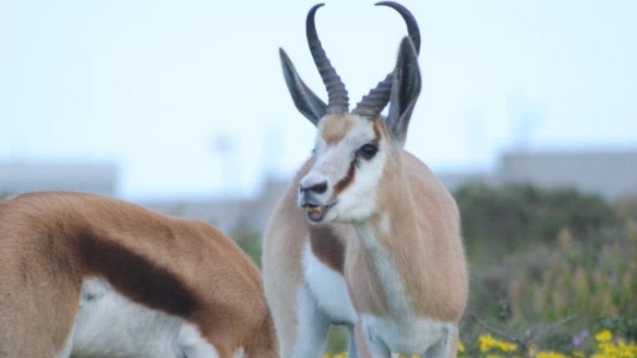 0 Bedroom Property for Sale in Hoogland Western Cape